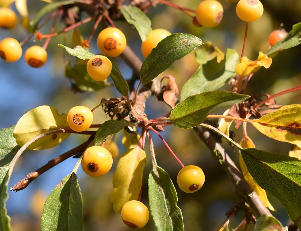 Malus Transitoria Crab Apple Tree 6ft Tall Supplied in a 12 Litre Pot by Directplants