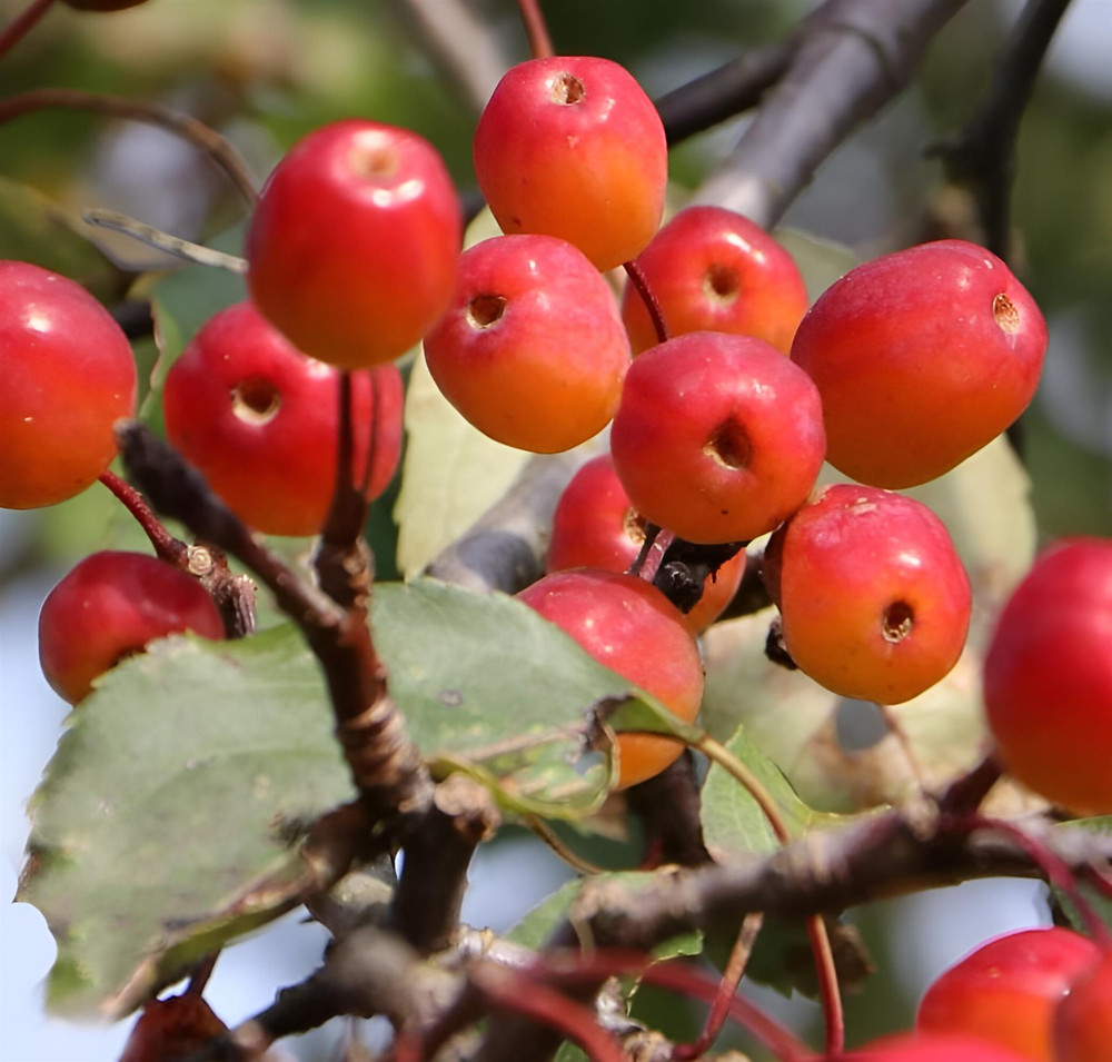Malus Rudolph Crab Apple Tree 6ft Tall Supplied in a 12 Litre Pot by Directplants