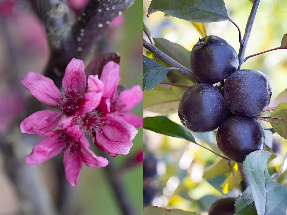 Malus Roberts Red Crab Apple Tree 6ft Tall Supplied in a 12 Litre Pot by Directplants