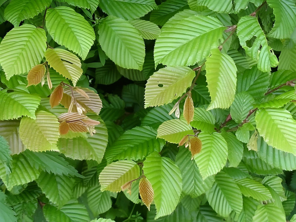 Carpinus Betulus Tree 6ft Tall Supplied in a 12 Litre Pot by Directplants