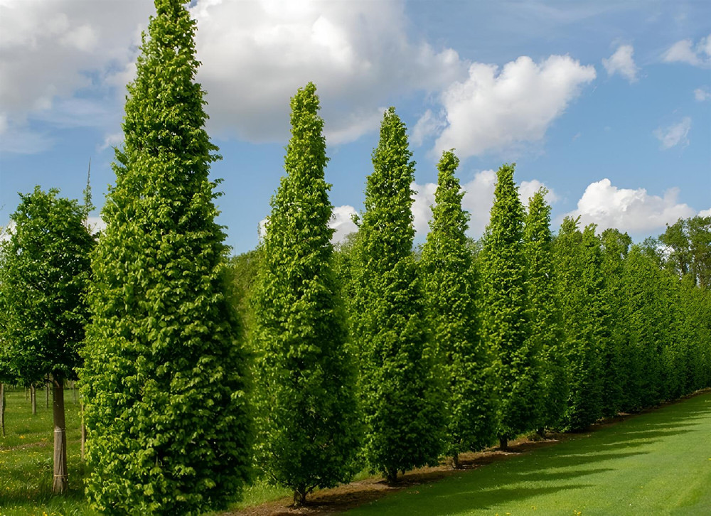 Carpinus Betulus Frans Fontaine Tree 6ft Tall Supplied in a 12 Litre Pot by Directplants