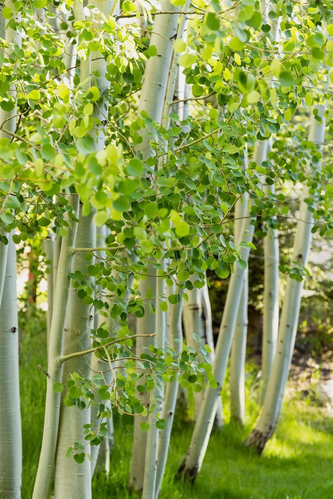 Betula Jacquemontii Multistem 6ft Tall Supplied in a 12 Litre Pot by DirectPlants
