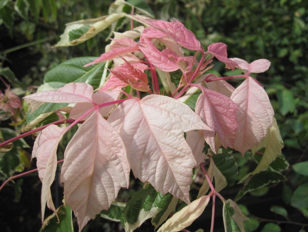 Acer Negundo Flamingo Tree 6ft Tall Supplied in a 12 Litre Pot by Directplants