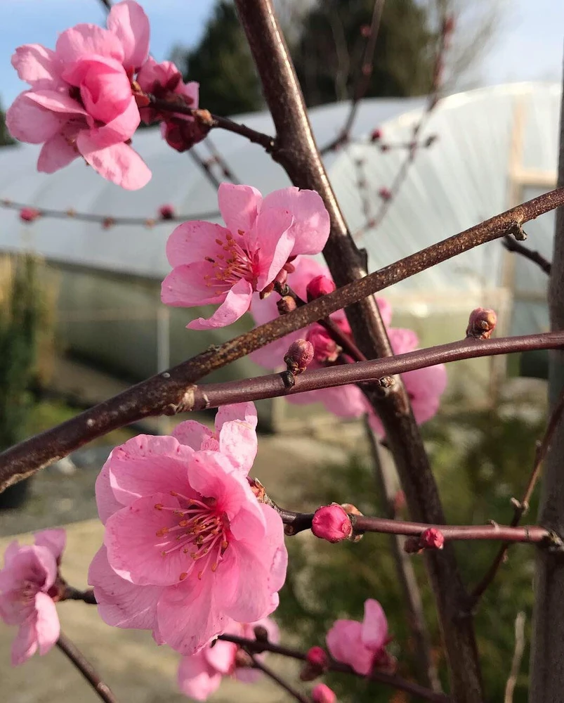 Prunus Spring Glow Tree 6ft Tall Supplied in a 12 Litre Pot by Directplants