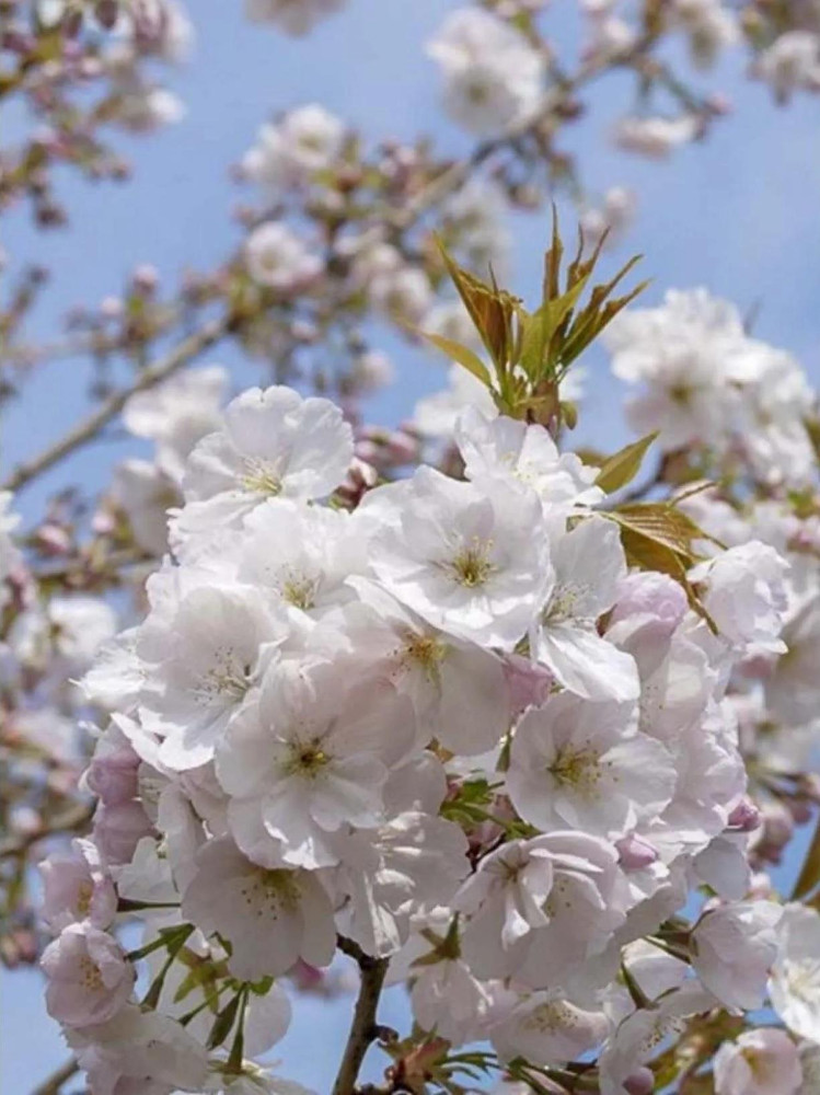 Prunus Sunset Boulevard Flowering Tree 6ft Tall Supplied in a 12 Litre Pot by Directplants