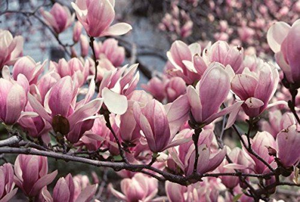 Magnolia Soulangeana Plant Tree 100cm Tall Large in a 3 Litre Pot