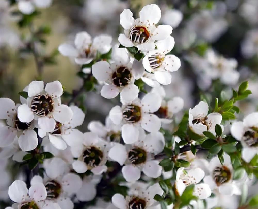 Leptospermum Leonard Wilson Evergreen Garden Shrub By Direct Plants