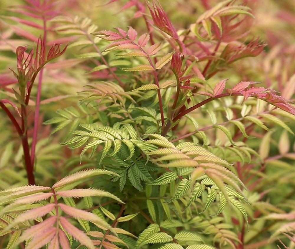 Sorbaria Sorbifolia Sem Golden Garden Shrubs Pack of 3 By Direct Plants