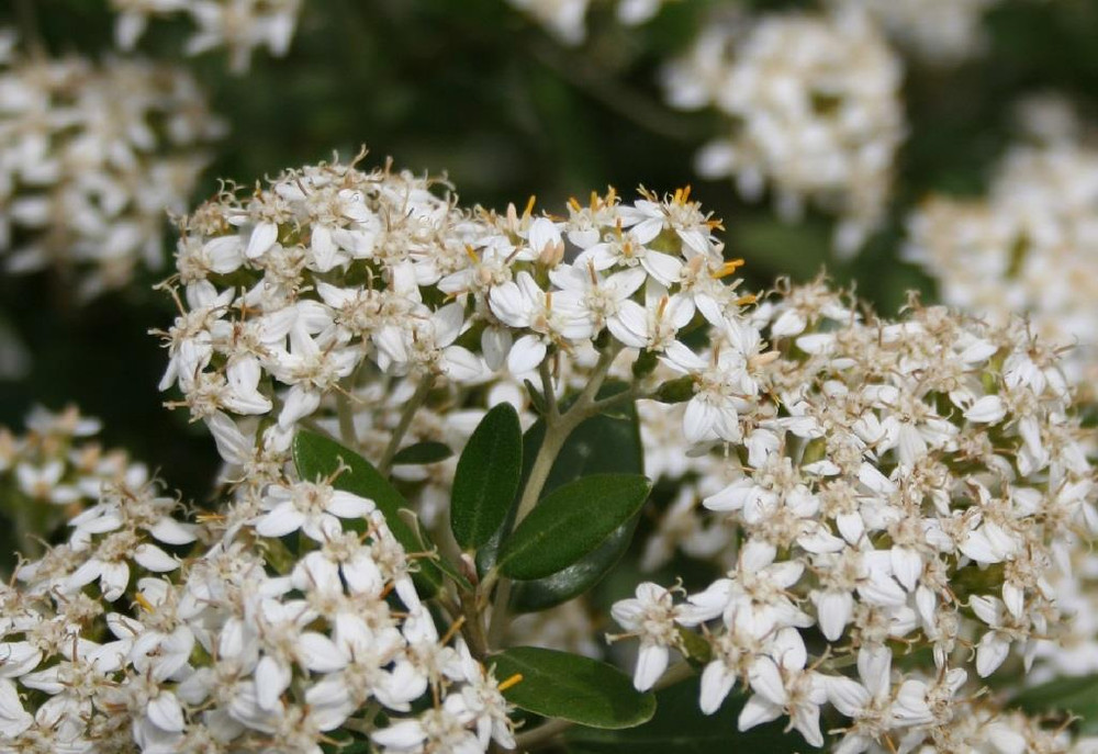 Olearia Haastii Daisy Bush Evergreen Garden Shrub By Direct Plants