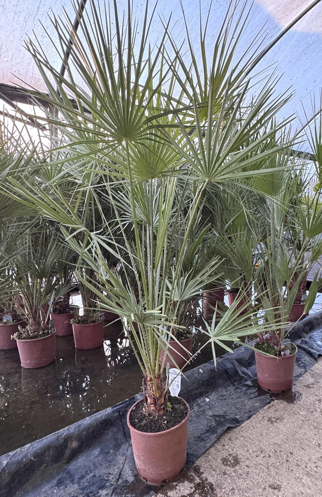 Chamaerops European Fan Palm Tree Extra Large 4ft Plant in a 10 Litre Pot