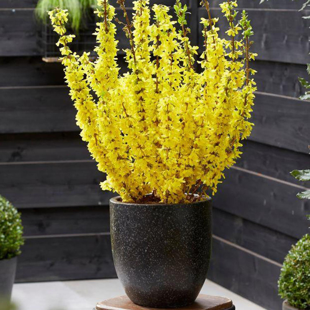 Forsythia Intermedia 'Minigold' Supplied at 60cm tall in a 2/3 Litre pot