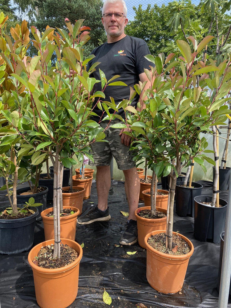 Photinia Red Robin Standard Tree 3ft+ Tall Supplied in a 10 Litre Pot