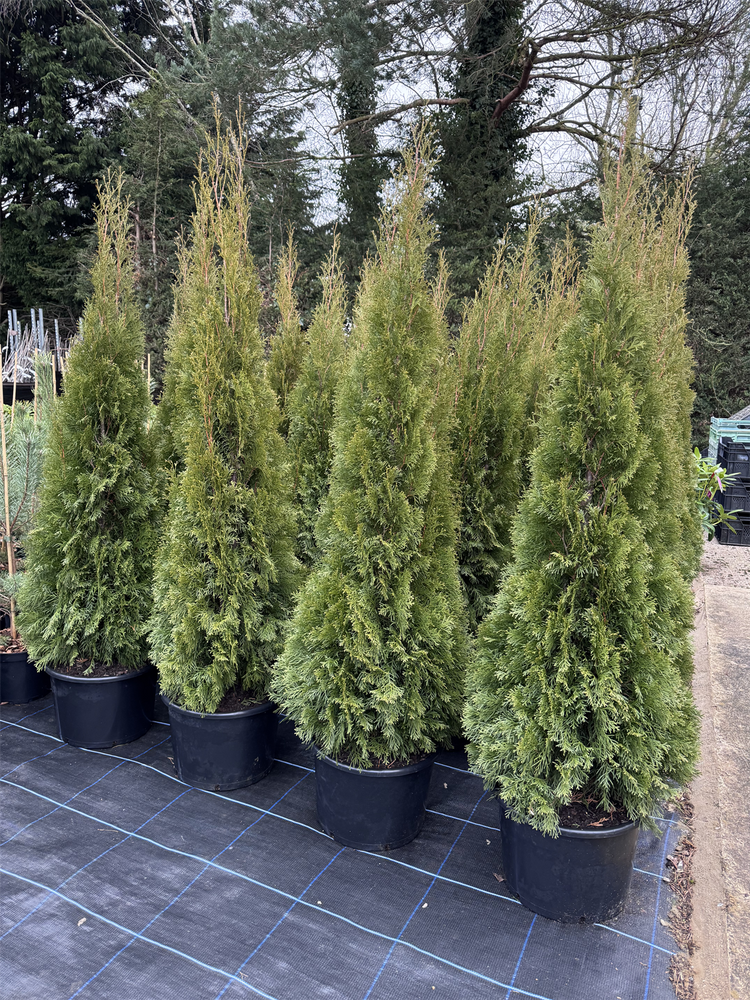 5x Thuja Smaragd Large Specimen Ornamental Conifer Trees 5ft Supplied in a 15/20 Litre Pot