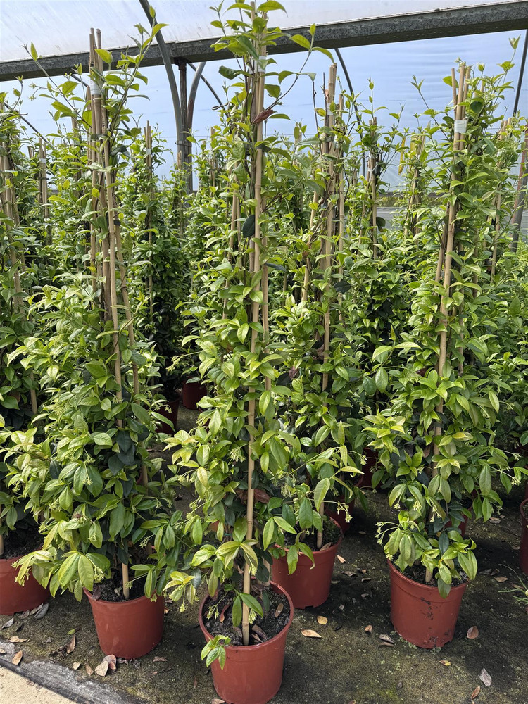 Trachelospermum Jasminoides Star Jasmine Highly Fragrant Extra Large Climbing Plant 5-6ft Supplied in a 7.5 Litre Pot