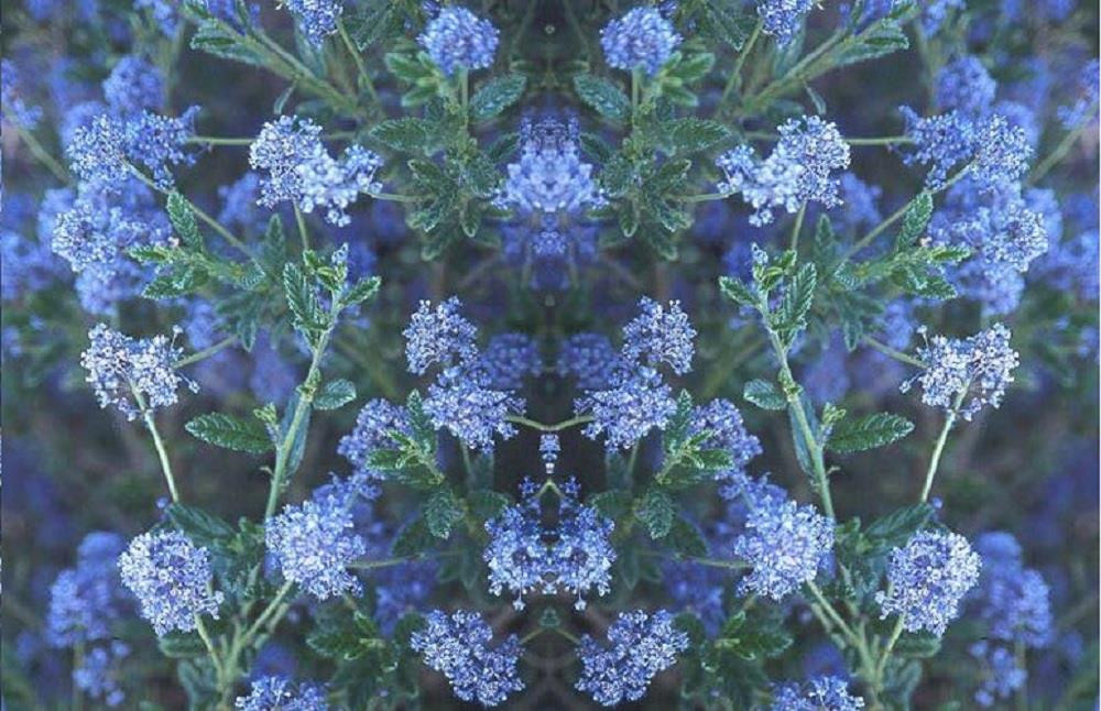 Ceanothus Concha Evergreen Lilac Shrub 2-3ft in a 3 Litre Pot By Direct Plants