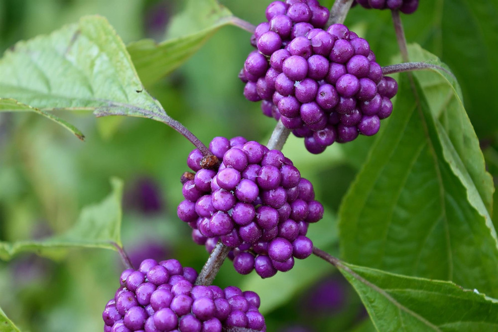 Extra Large Callicarpa Profusion Beauty Berry Shrub 3-4ft Tall By Direct Plants