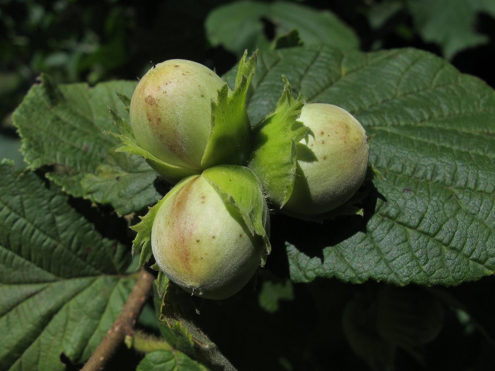 3x Large Corylus Avellana Hazelnut Fruit Trees Cobnuts 4-5ft in Pots By Direct Plants