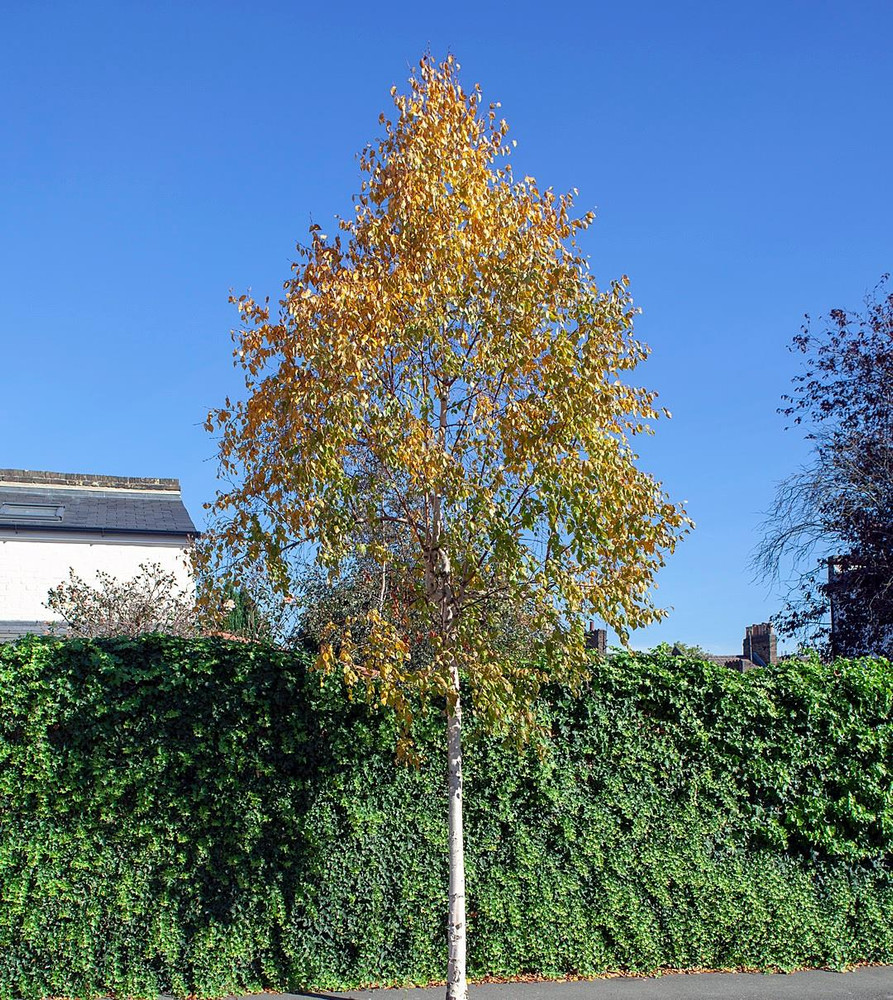 Betula Ermanii Cream Bark Birch Tree Large 6ft Tall in a 7.5 Litre Pot