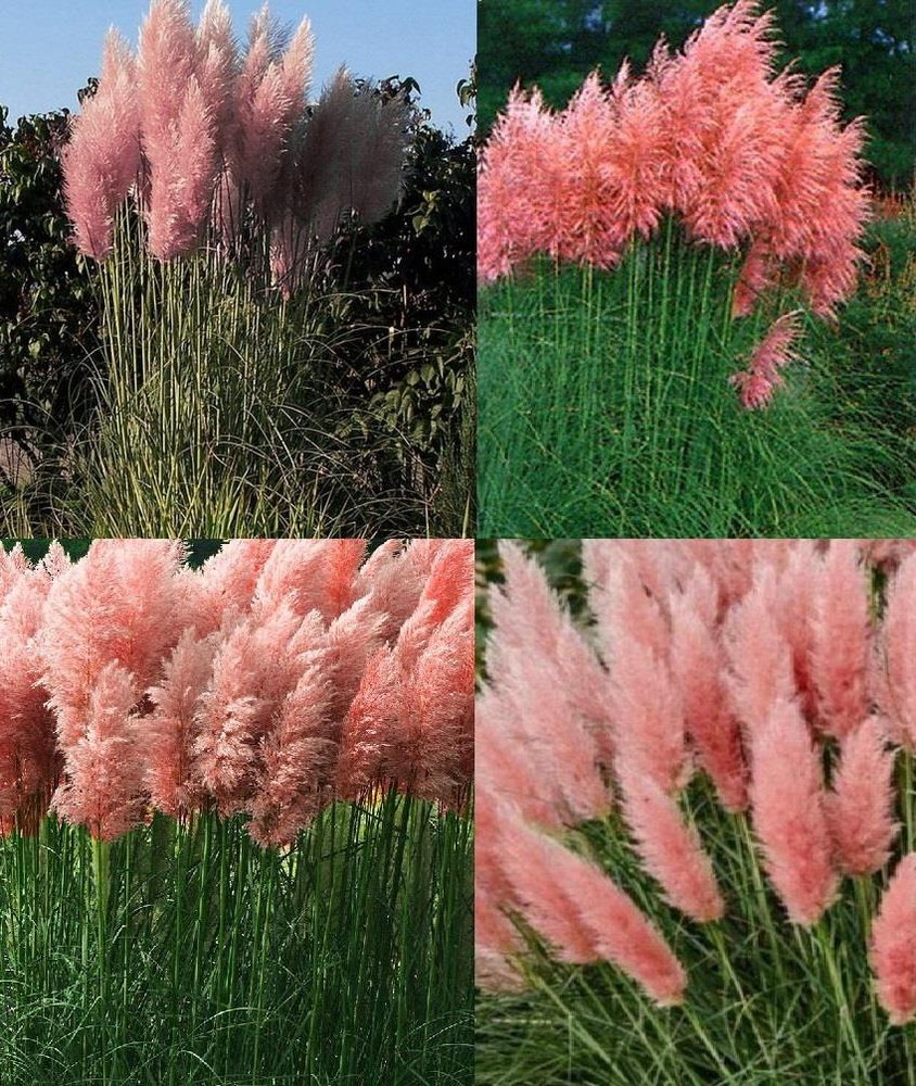 3x 3-4ft Extra Large Pink Pampas Grass Large Plants in Pots By Direct Plants