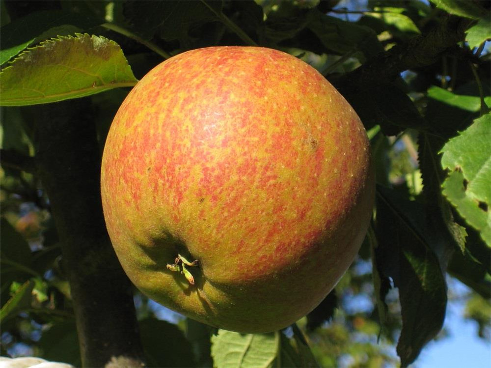 Apple Cox's Orange Pippin Large Fruit Tree 6ft Supplied in a Pot By Direct Plants