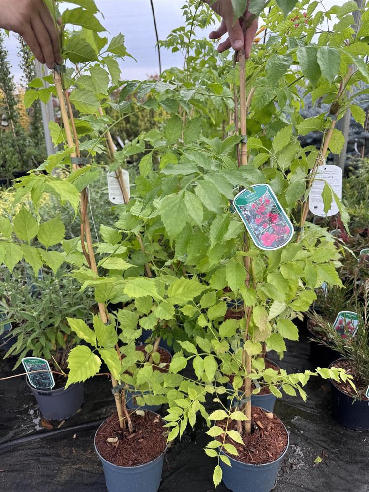 2 Mixed Large Campsis Hardy Trumpet Vines 3ft Tall in 2/3 Litre Pots By Direct Plants