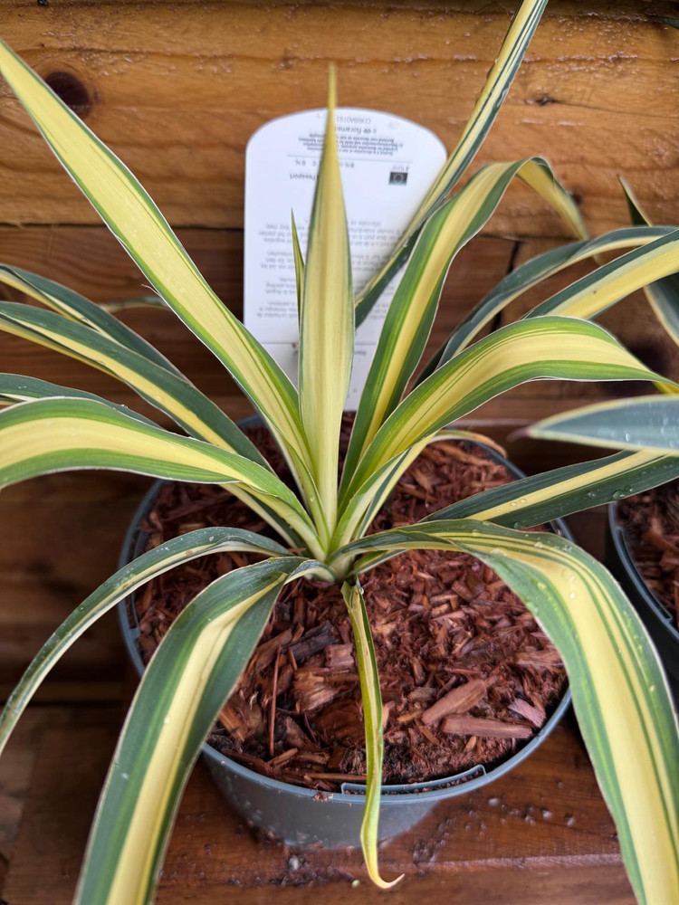 3 Mixed Hardy Yucca Trees in 2/3 Litre Pots By Direct Plants