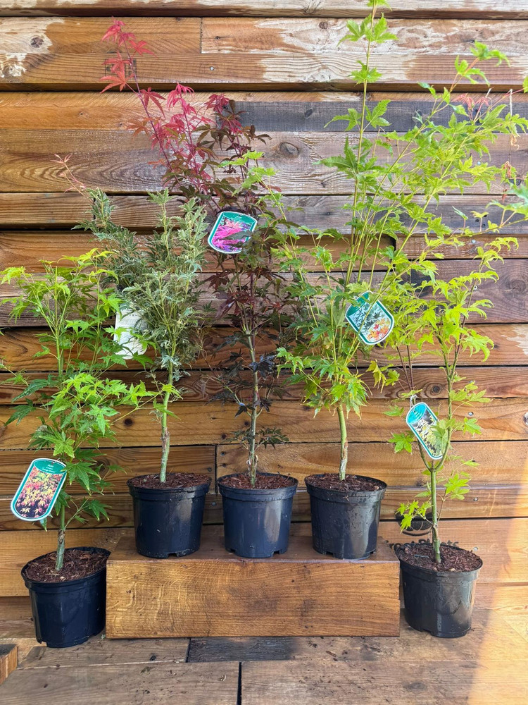 5 Mixed Large Acer Palmatum Japanese Maple Shrubs Trees in 2/3 Litre Pots By Direct Plants