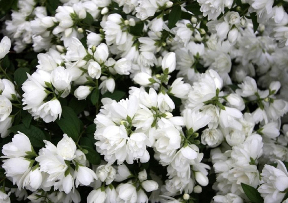 3 Mixed Extra Large Philadelphus Mock Orange Shrubs in 3 Litre Pots By Direct Plants