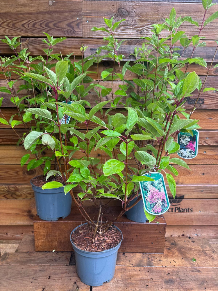 3 Mixed Extra Large Hydrangea Paniculata Shrubs in 3 Litre Pots By Direct Plants