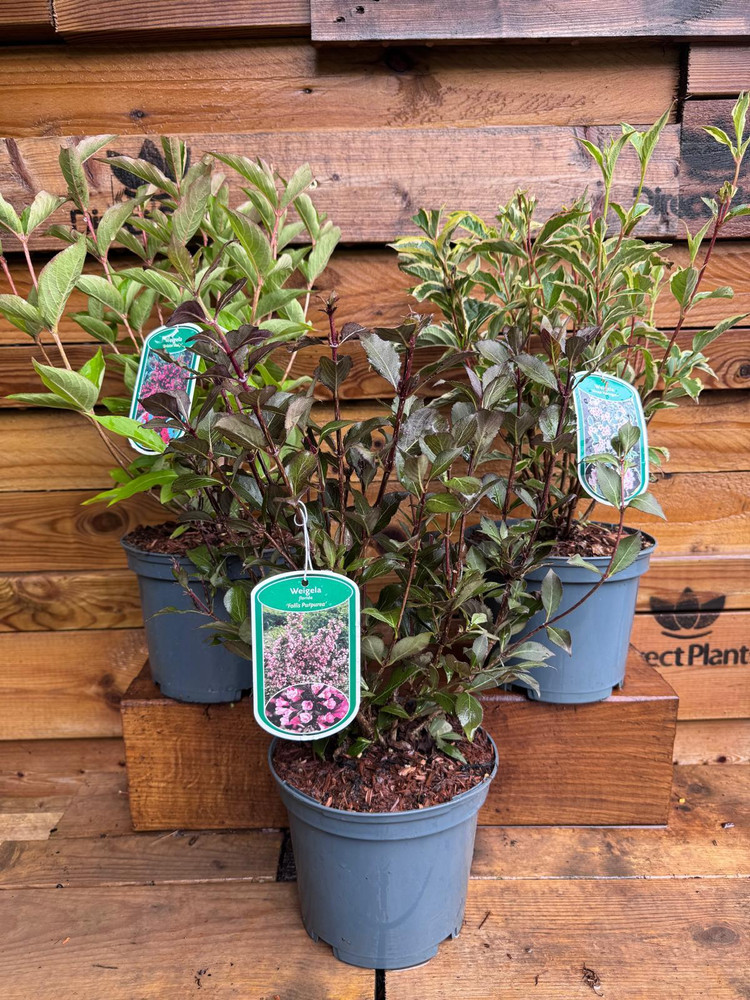 3 Mixed Extra Large Weigela Flowering Shrubs in 3 Litre Pots By Direct Plants
