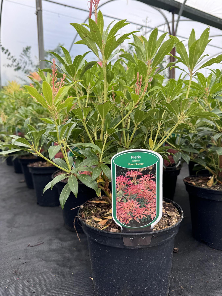 Large Pieris Forest Flame Evergreen Garden Shrub in a 3 Litre Pot By Direct Plants