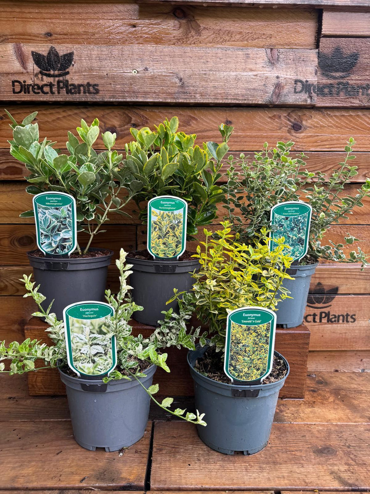 5 Large Euonymus Emerald & Gaiety Evergreen Shrubs in 2 Litre Pots By Direct Plants