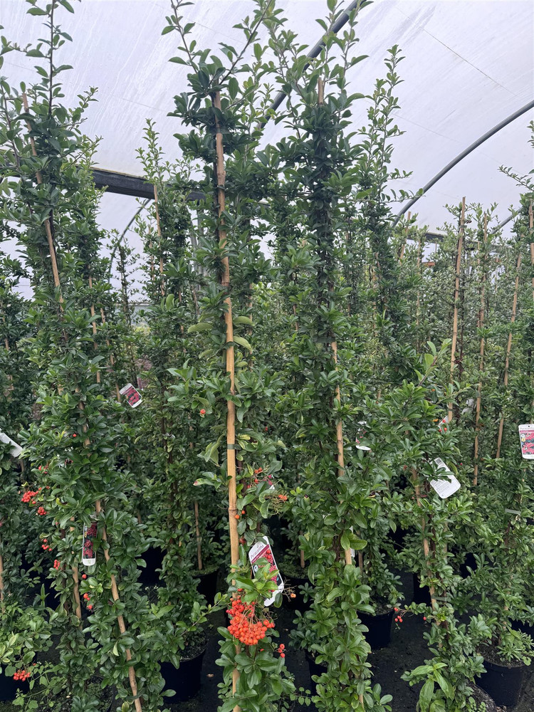 3x Pyracantha Orange Glow Evergreen Shrub 5-6ft Extra Large By Direct Plants