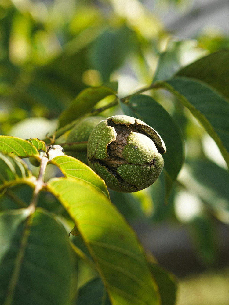3x English Walnut Nut Fruit Trees Juglans Regia 2.5-3ft Tall in 3 Litre Pots By Direct Plants