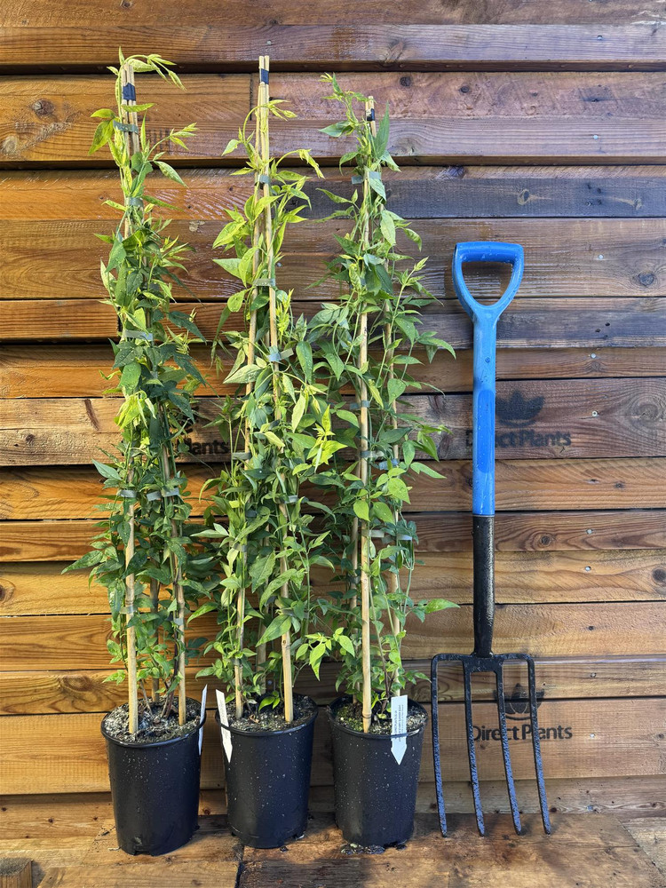 3x Extra Large Jasmine Starry Starry Summer Scent Fragrant Climber 3-4ft in 3 Litre Pots By Direct Plants