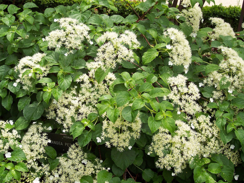 Large Hydrangea Petiolaris Climbing Hydrangea 3-4ft in a 7.5 Litre Pot By Direct Plants