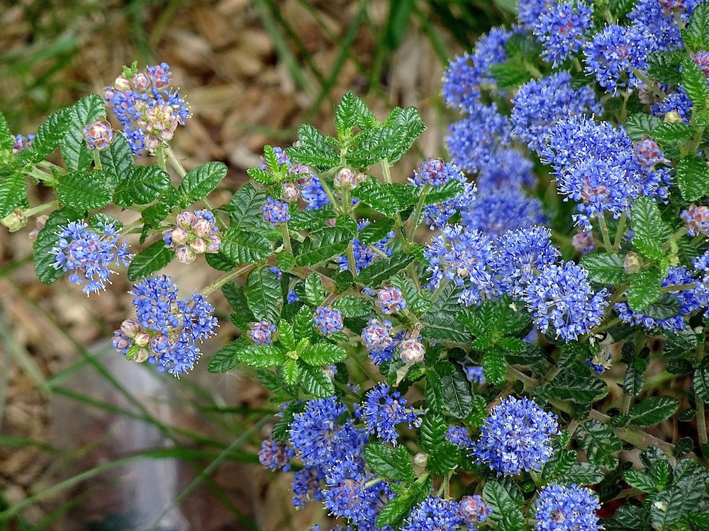Ceanothus Concha Evergreen Blue Lilac Shrub 5ft In a 5 Litre Pot By Direct Plants