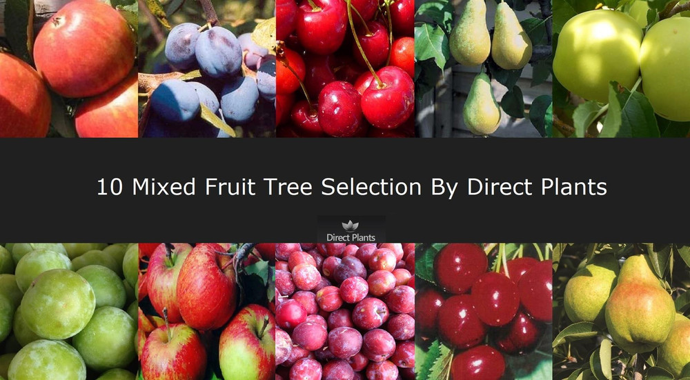10 Mixed Large Fruit Trees ( Apple Cherry Pear Plum ) 4-6ft Tall By Direct Plants