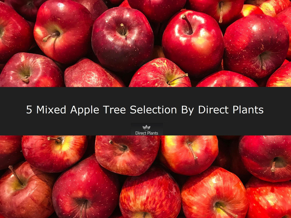5 Mixed Apple Fruit Trees 4-5ft Tall By Direct Plants