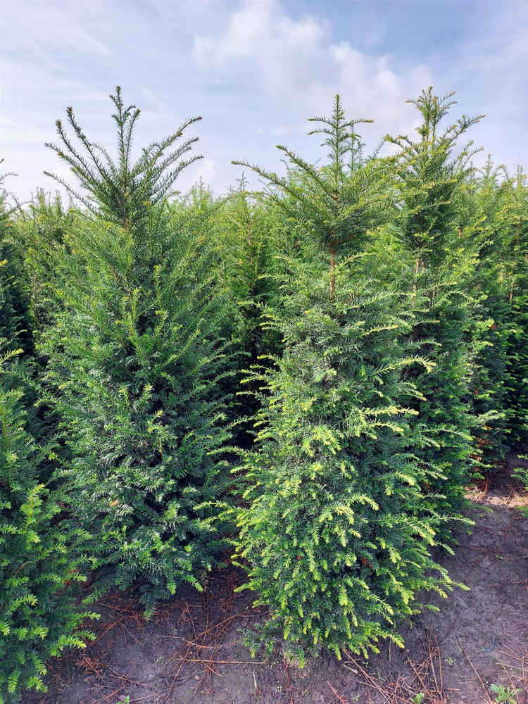 20x 7-8ft Taxus Yew Hedging Trees | Extra Large Rootball Trees for Instant Impact |By Direct Plants (Just £139.95each)