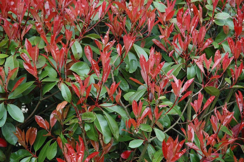 30x 6-7ft Photinia Red Robin Hedging Trees | Extra Large Rootball Trees for Instant Impact |By Direct Plants (£99each)