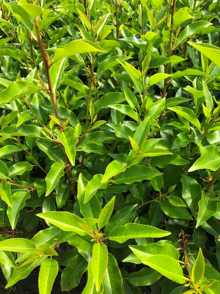 5x Portuguese Laurel Hedging Trees in Pots By Direct Plants