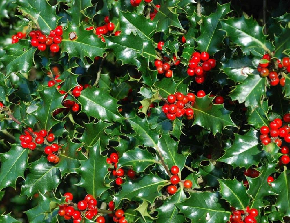 5x Ilex Aquifolium Alaska Holly Hedging Trees By Direct Plants