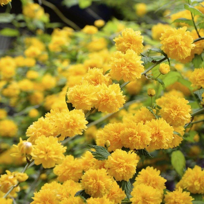 3 Large Kerria Japonica Pleniflora Yellow Pom Pom Shrubs in 3 Litre Pots By Direct Plants