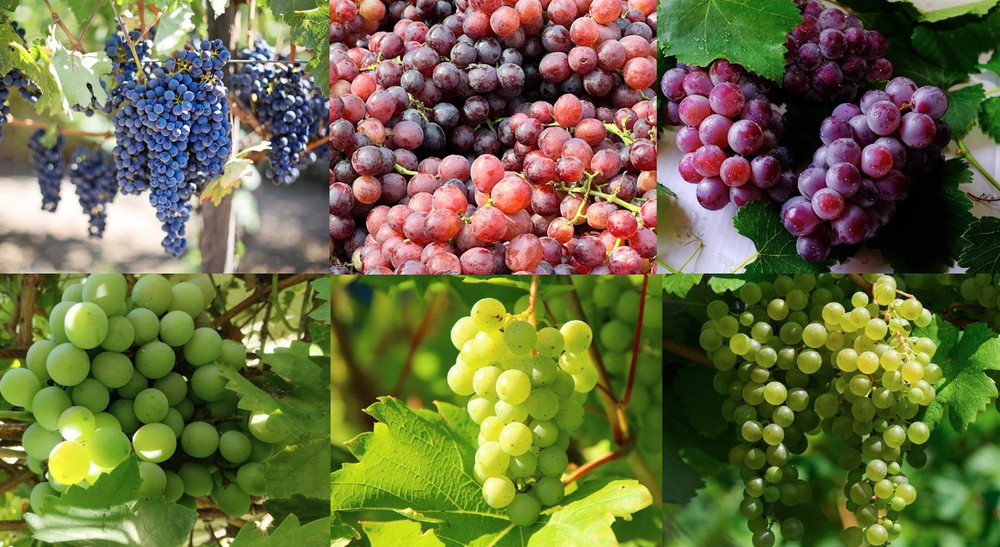 6x Mixed Large Grape Vine Collection Includes Seedless in 2/3 Litre Pots By Direct Plants