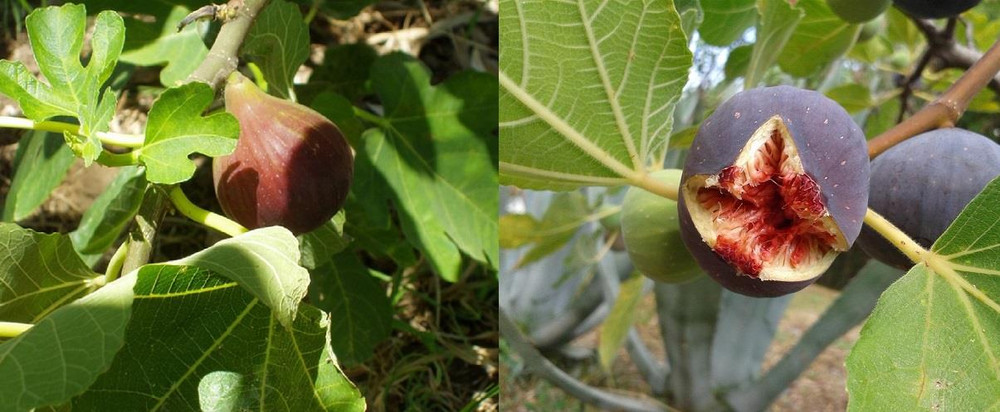 2 Mixed Fig Fruit Trees | Brown Turkey & Rouge de Bordeaux | 2/3 Litre Pots By Direct Plants