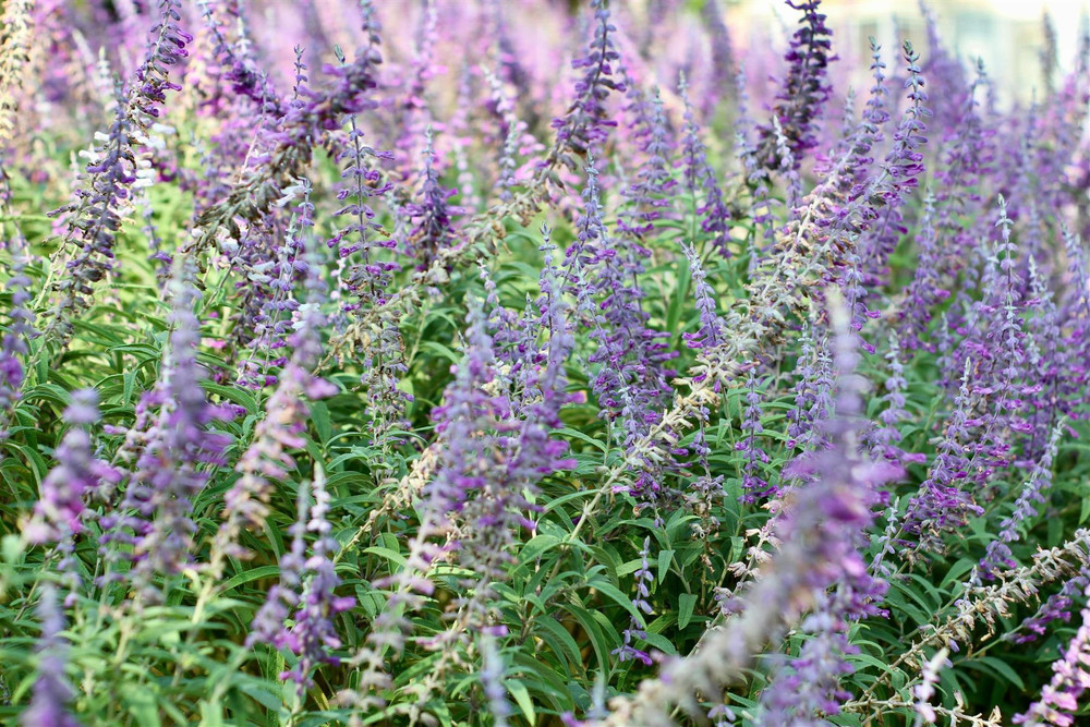 The Mixed Salvia Selection Established in Large 2/3 Litre Pots By Direct Plants