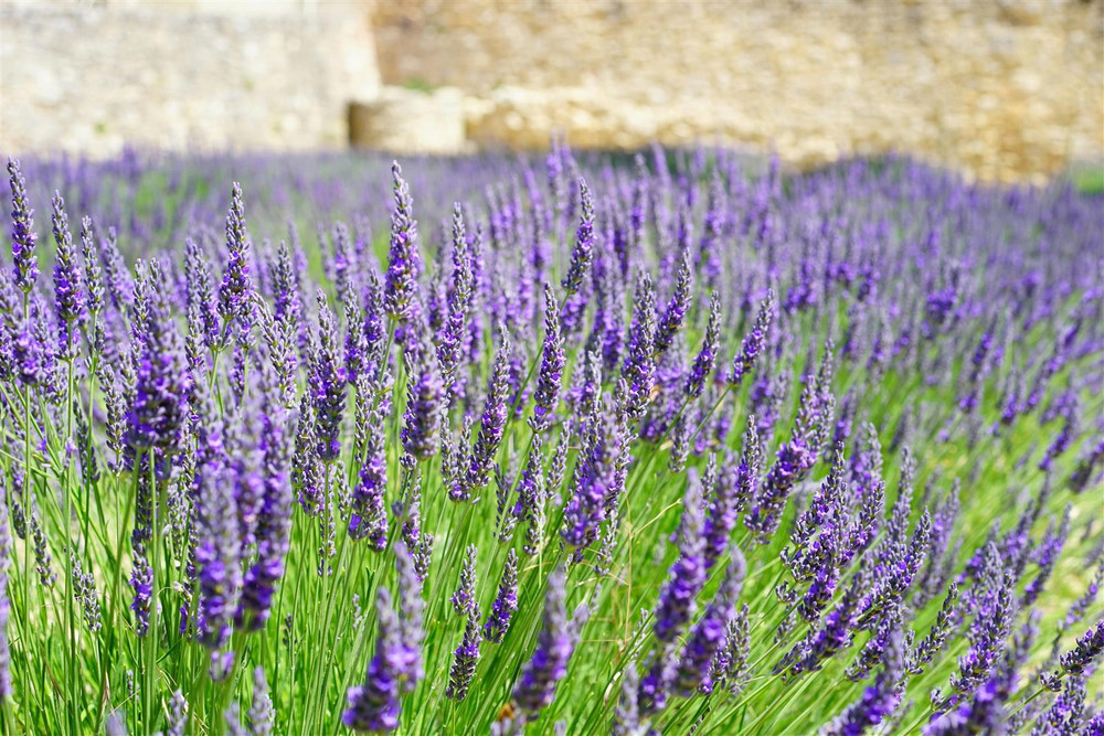 The Mixed Lavender Selection Established in Large 2/3 Litre Pots By Direct Plants