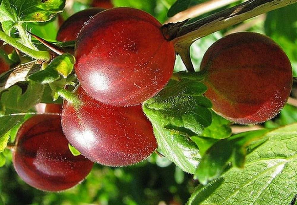 4x Mixed Goosebery Fruit Plants – 4 Varieties in 2/3 Litre Pots By Direct Plants