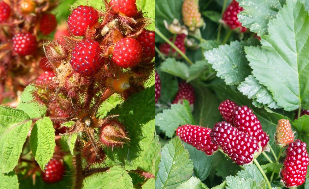 2x Mixed Berry Fruit Plants – 1x Loganberry & 1x Japanese Wineberry 2/3 Litre Pots By Direct Plants